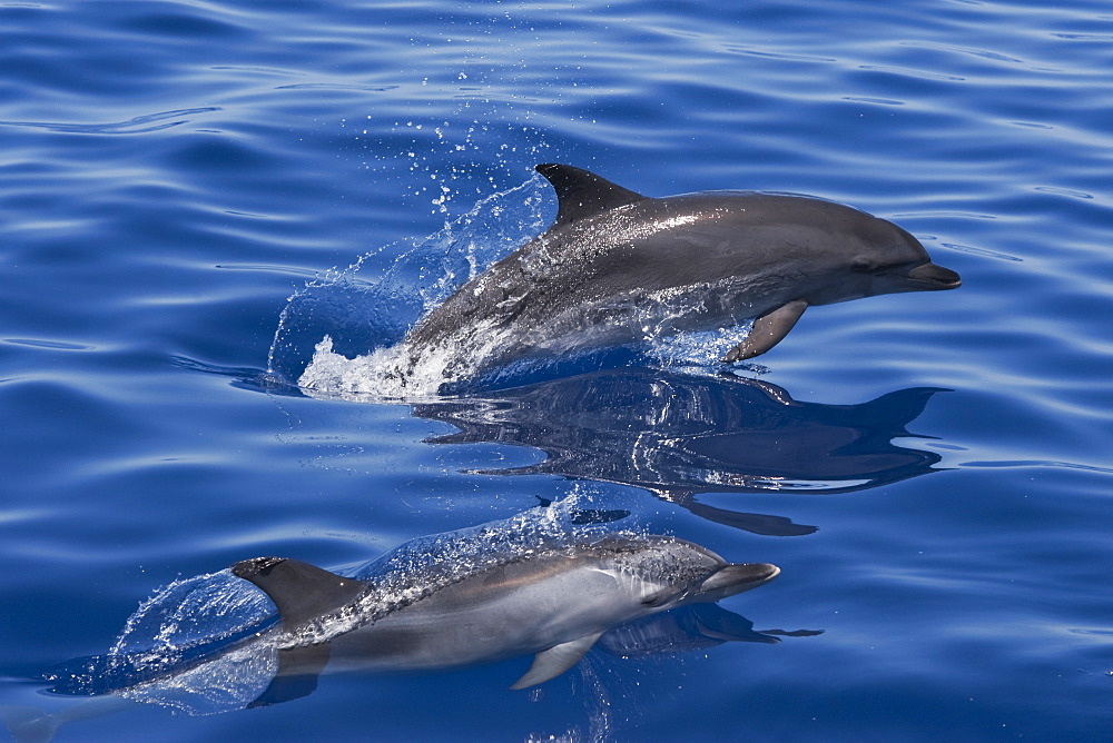 Atlantic Spotted Dolphin (Stenella frontalis) two adults porpoising. Azores, Atlantic Ocean. 