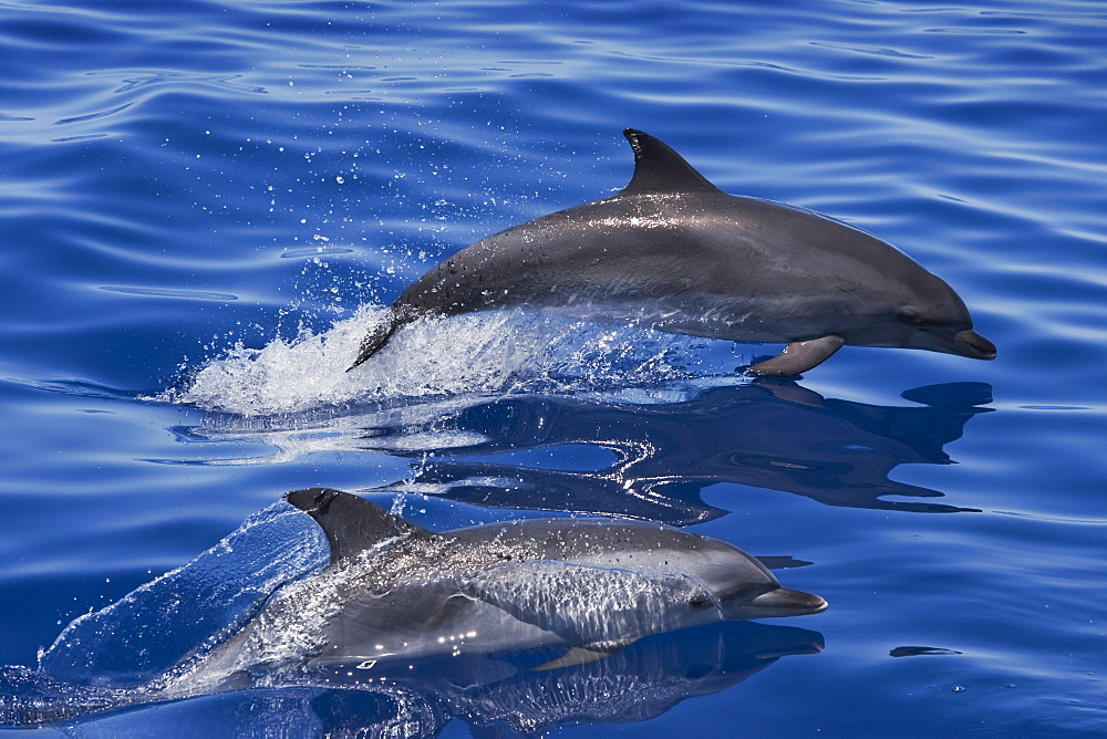 Atlantic Spotted Dolphin (Stenella frontalis) two adults porpoising. Azores, Atlantic Ocean.