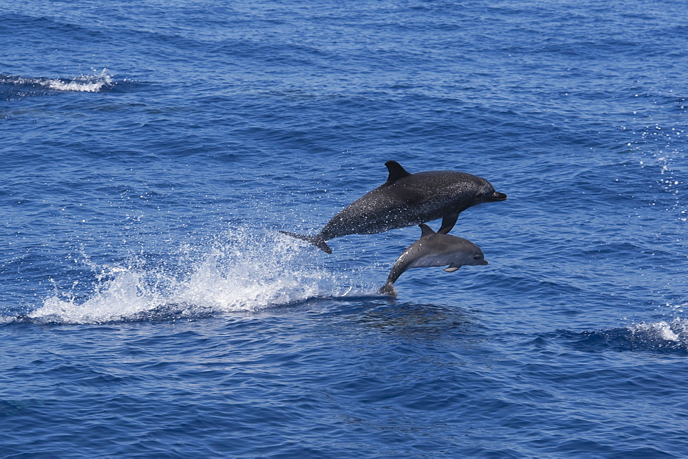 Atlantic Spotted Dolphin (Stenella frontalis) adult Female and Calf porpoising. Azores, Atlantic Ocean.