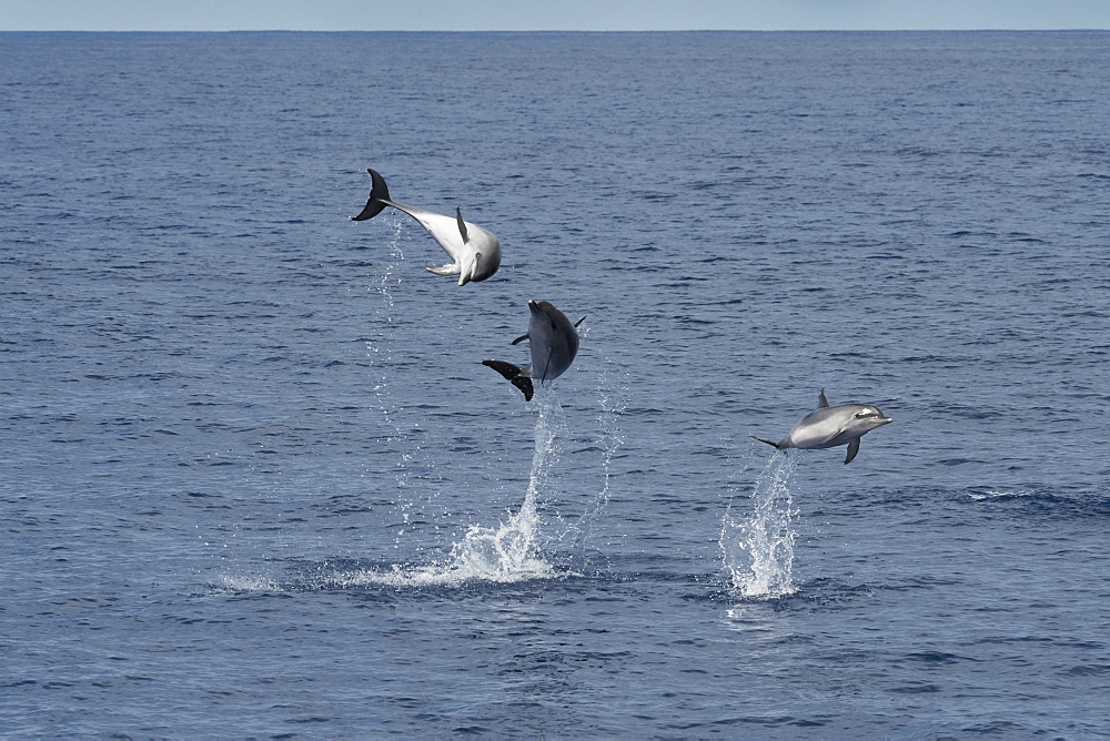 Atlantic Spotted Dolphin (Stenella frontalis) three animals breach simultaneously. Azores, Atlantic Ocean.