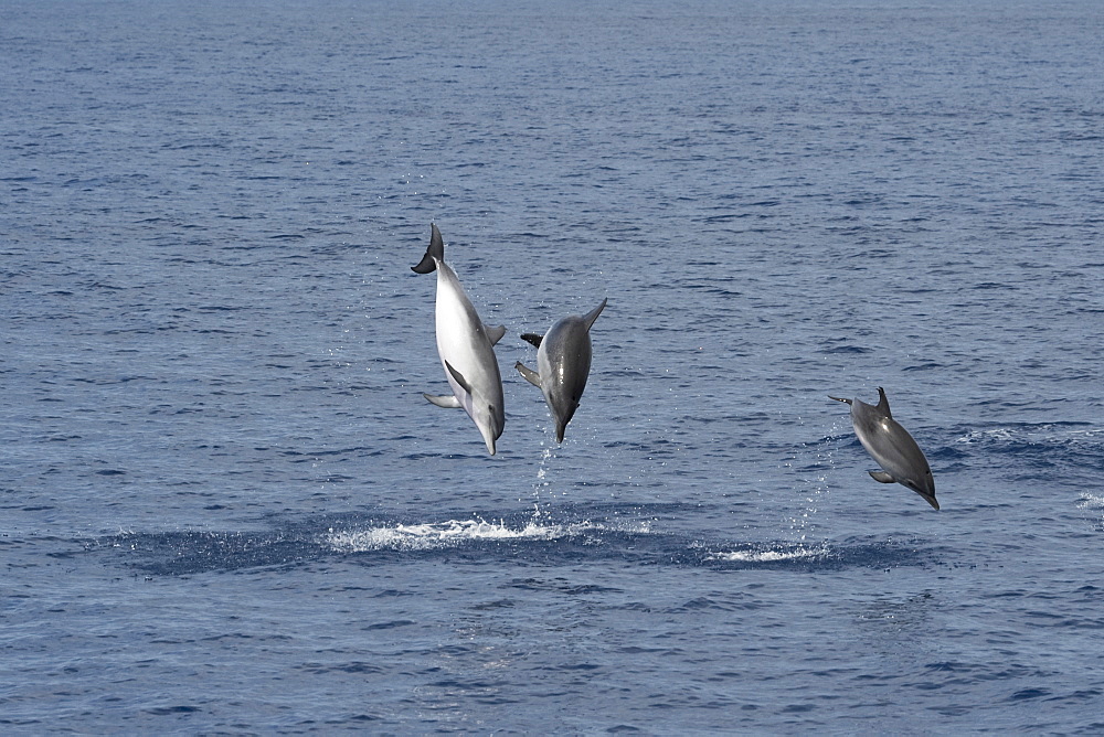 Atlantic Spotted Dolphin (Stenella frontalis) three animals breach simultaneously. Azores, Atlantic Ocean.