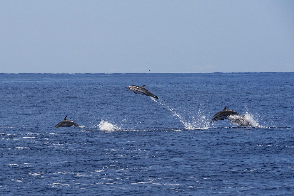 Striped Dolphin group (Stenella Coeruleoalba) one adult animal is breaching high in the air. Azores, Atlantic Ocean.