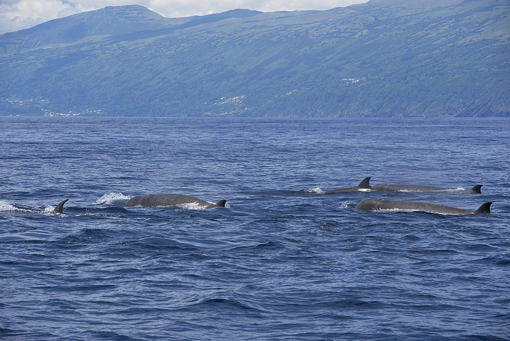 Northern Bottlenose Whale (Hyperoodon ampullatus) five adult animals surfacing, rare unusual image. Azores, Atlantic Ocean. MORE INFO: This was part of a group of 13 animals seen South of Pico Island, it is extremely rare to see so many Bottlenose Whales together.