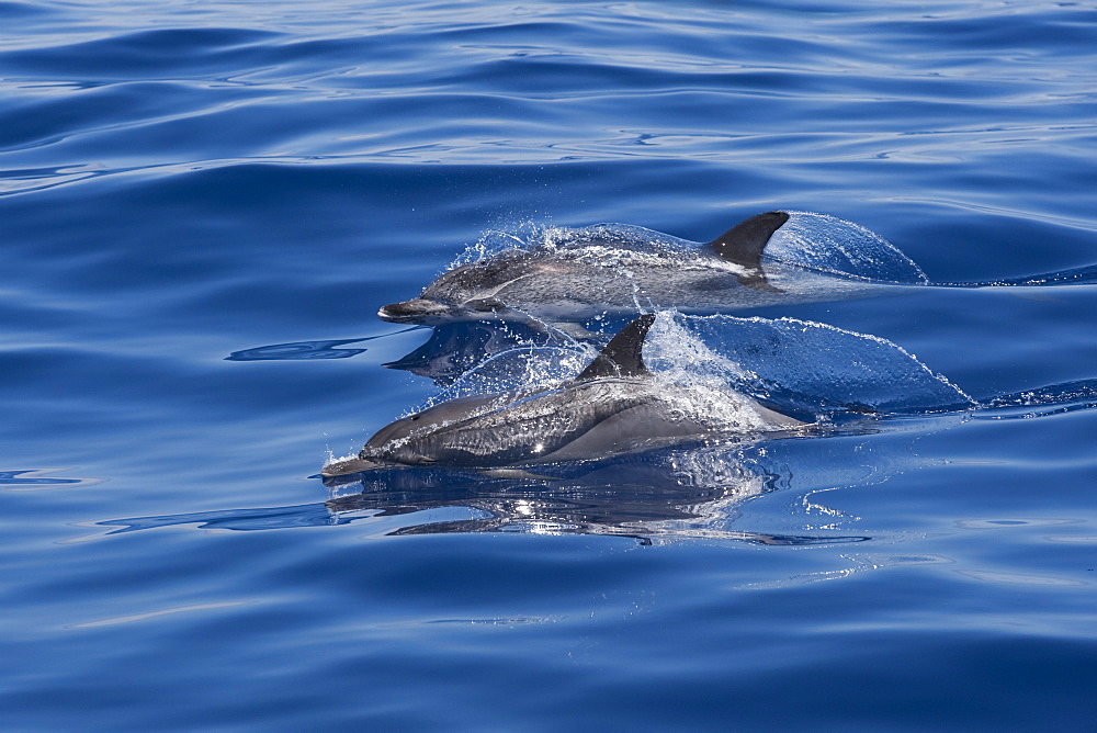 Atlantic Spotted Dolphin (Stenella frontalis) two animals surfacing. Azores, Atlantic Ocean.