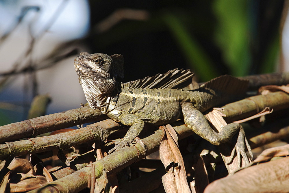 Basilisk or Jesus Christ Lizard (Basiliscus basiliscus) Wild Adult Male. Osa Peninsula, Cost Rica, Central America. MORE INFO: This animal is known as the Jesus Lizard or Jesus Christ Lizard for its ability to run on the surface of water in order to evade predators.