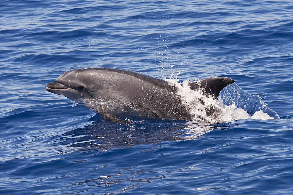 Common Bottlenose Dolphin (Tursiops truncatus) adult animal porpoising. Azores, Atlantic Ocean.