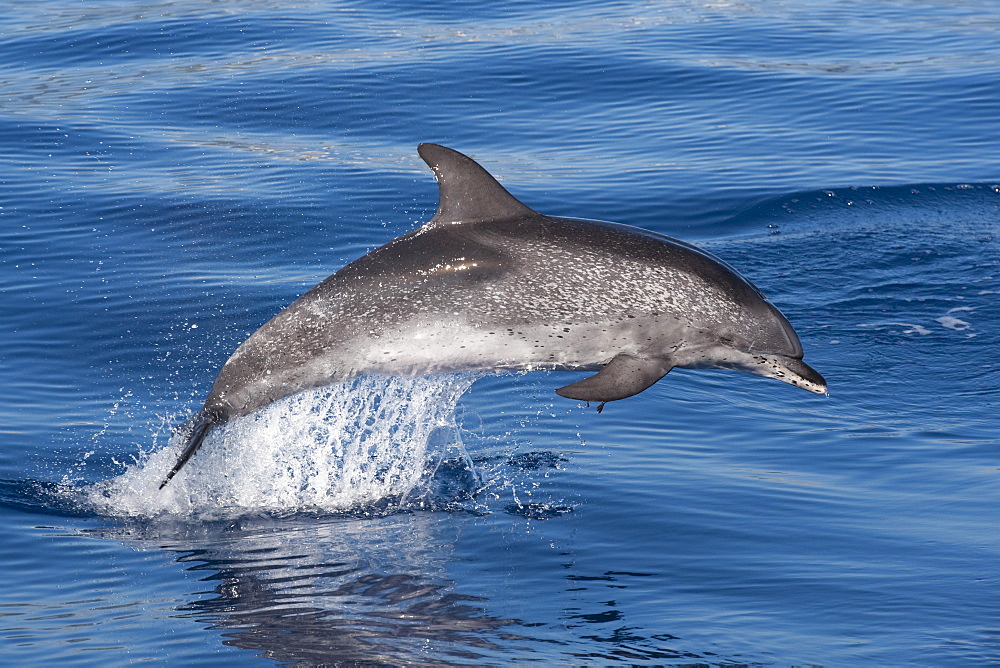 Atlantic Spotted Dolphin (Stenella frontalis) mature adult porpoising. Azores, Atlantic Ocean.