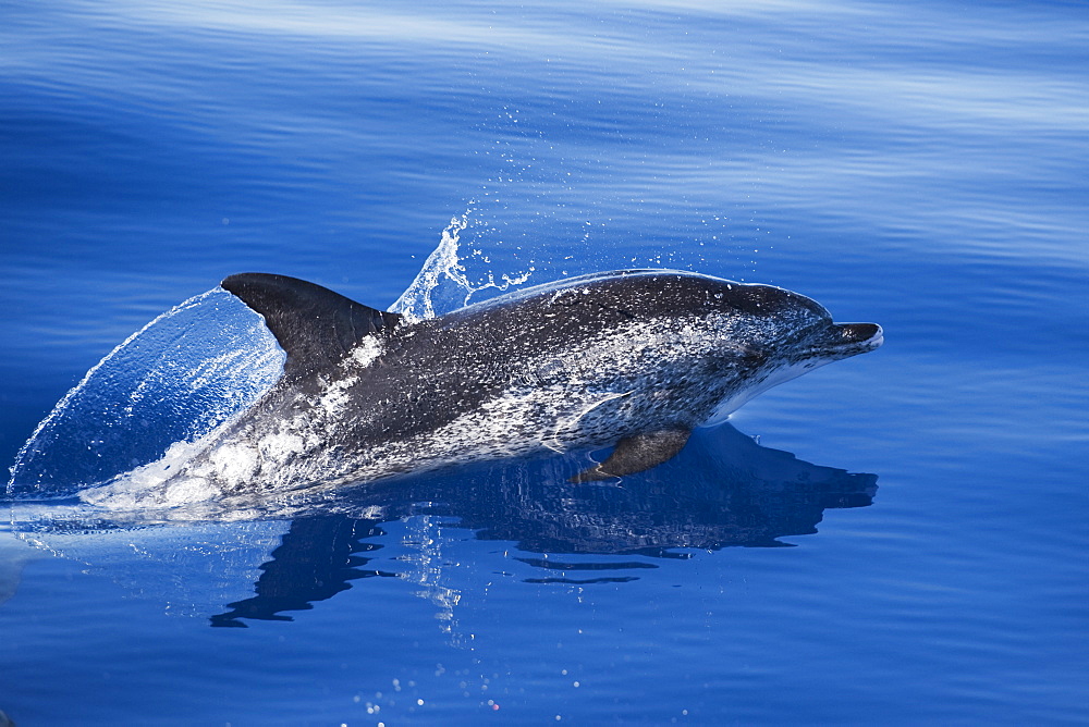 Atlantic Spotted Dolphin (Stenella frontalis) mature adult surfacing with reflection visible. Azores, Atlantic Ocean.