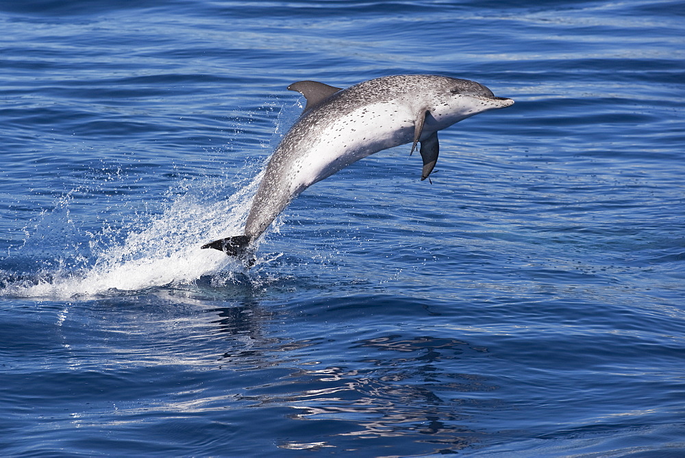 Atlantic Spotted Dolphin (Stenella frontalis) mature adult breaching high in the air. Azores, Atlantic Ocean.