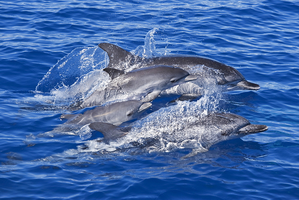 Atlantic Spotted Dolphin group (Stenella frontalis) two mature adult Females and two Juvenile animals. Azores, Atlantic Ocean