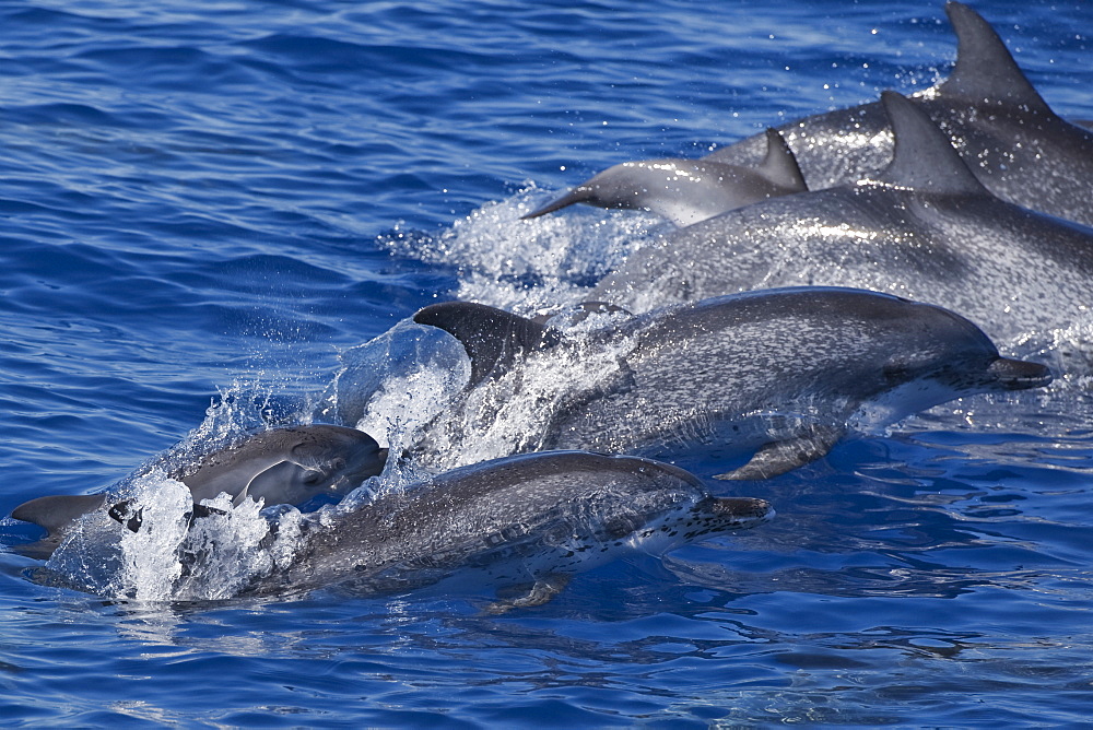 Atlantic Spotted Dolphin group (Stenella frontalis) surfacing. Azores, Atlantic Ocean.