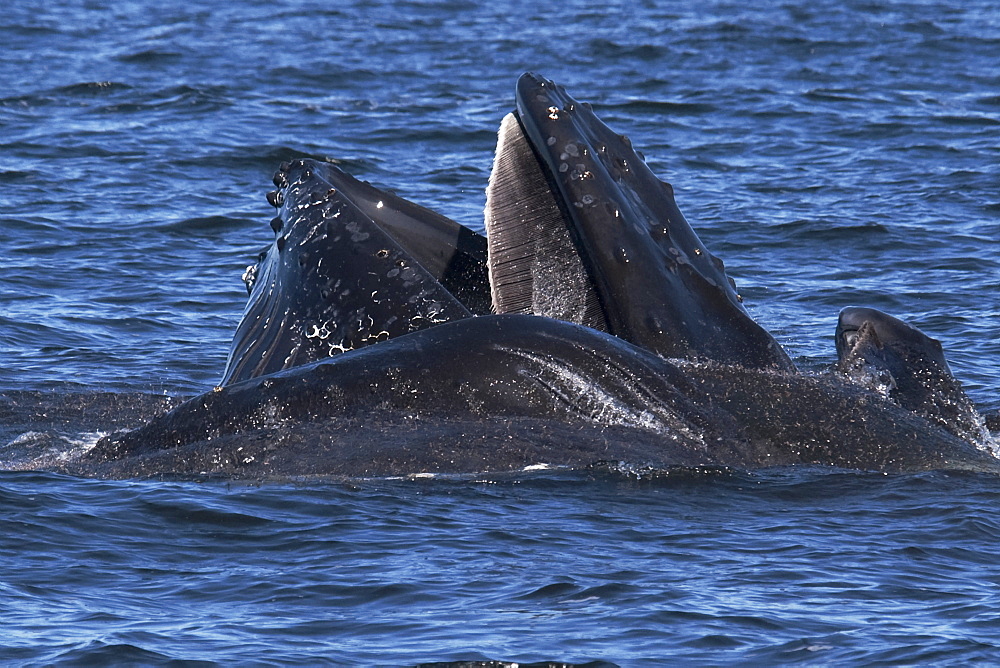 Humpback Whales (Megaptera novaeangliae) lunge-feeding on Krill. Monterey, California, Pacific Ocean. MORE INFO: Baleen Plates are visible on the top jaw & Krill can be seen escaping from the animals mouths.