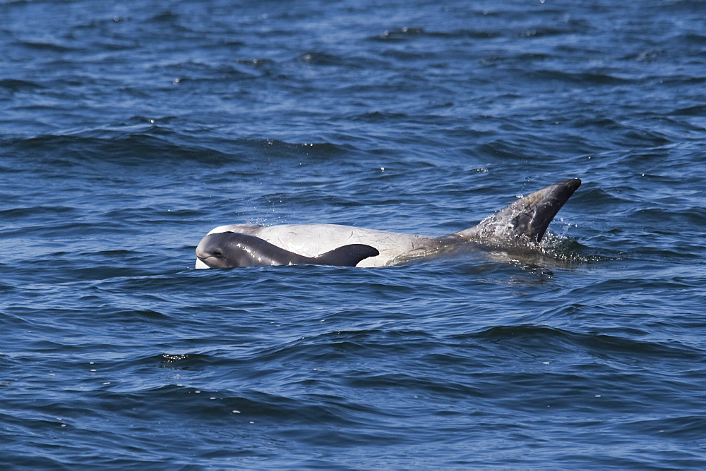 Rissos Dolphin (Grampus griseus) adult and very young calf surfacing. Monterey, California, Pacific Ocean. MORE INFO: This calf still displays foetal folds from when it was curled up inside the womb. It is probably only a couple of weeks old.