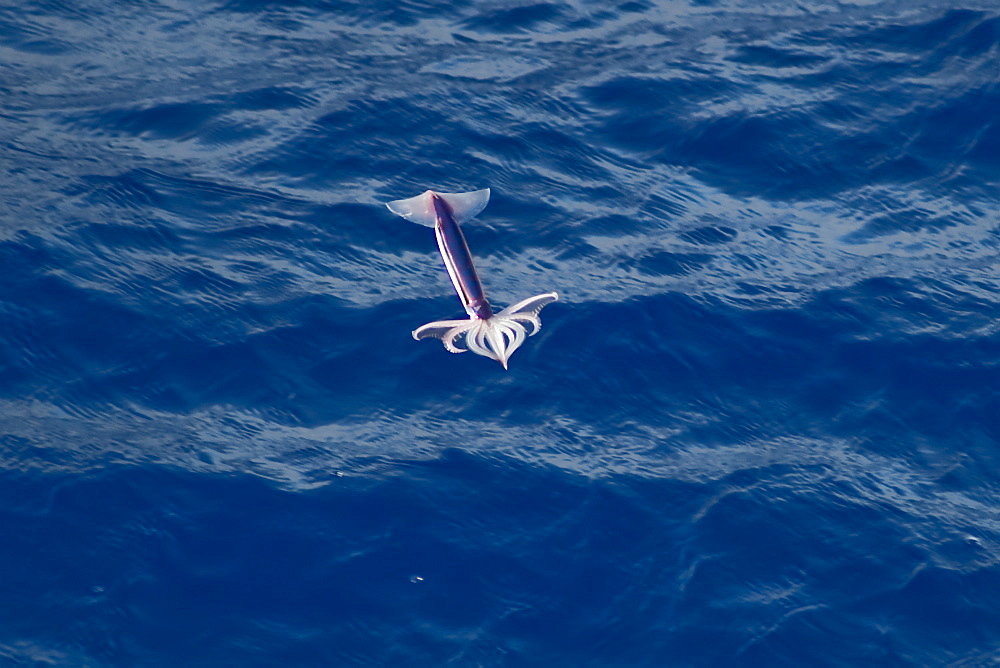 Flying Squid Species in mid-air (Ommastrephes bartramii). Extremely rare unusual image.  South Atlantic Ocean. MORE INFO: Flying Squid use membranes between their tentacles (visible on pic) & two fins at the rear of the mantle to glide through the air in a similar way to flying fish. These unique adaptations allow them to avoid predation more easily. Ommastrephid squids are among the strongest swimmers in the Cephalopoda. A number of species are fished commercially. This particular species (Ommastrephes bartramii), is commonly known as "Neon Flying Squid" due to its colouration and its ability to glide over the ocean surface as seen in the photographs. Please note that this is a genuine image of a wild animal in its natural environment. It is not a digital manipulation.