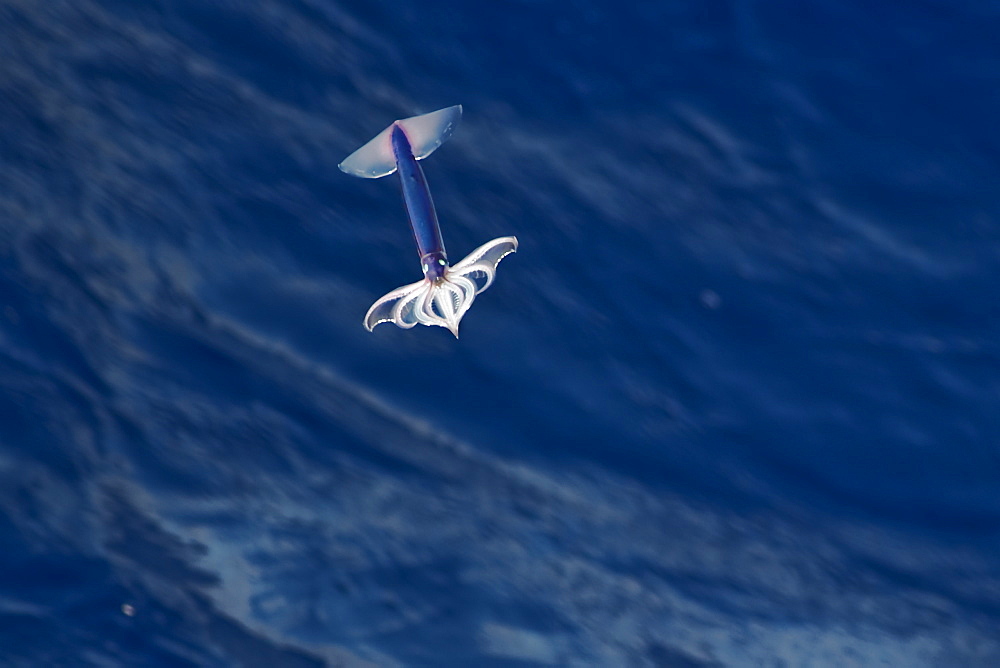 Flying Squid Species in mid-air (Ommastrephes bartramii). Extremely rare unusual image.  South Atlantic Ocean. MORE INFO: Flying Squid use membranes between their tentacles (visible on pic) & two fins at the rear of the mantle to glide through the air in a similar way to flying fish. These unique adaptations allow them to avoid predation more easily. Ommastrephid squids are among the strongest swimmers in the Cephalopoda. A number of species are fished commercially. This particular species (Ommastrephes bartramii), is commonly known as "Neon Flying Squid" due to its colouration and its ability to glide over the ocean surface as seen in the photographs. Please note that this is a genuine image of a wild animal in its natural environment. It is not a digital manipulation.