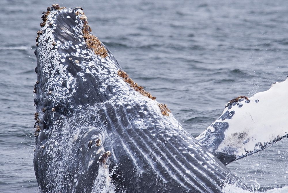 Humpback Whale (Megaptera novaeangliae) breaching. Monterey, California, Pacific Ocean.