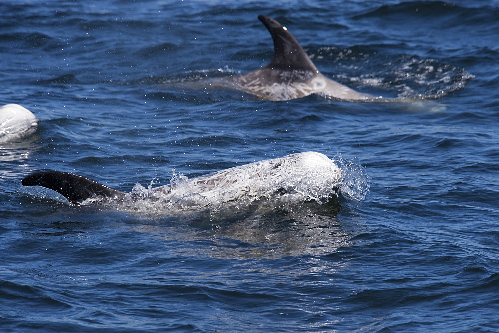 Rissos Dolphin (Grampus griseus) adult animals surfacing. Monterey, California, Pacific Ocean.