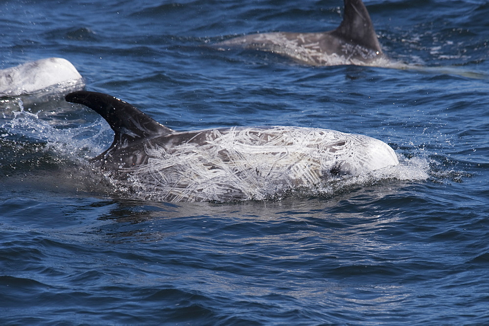 Rissos Dolphin (Grampus griseus) adult animals surfacing. Monterey, California, Pacific Ocean.