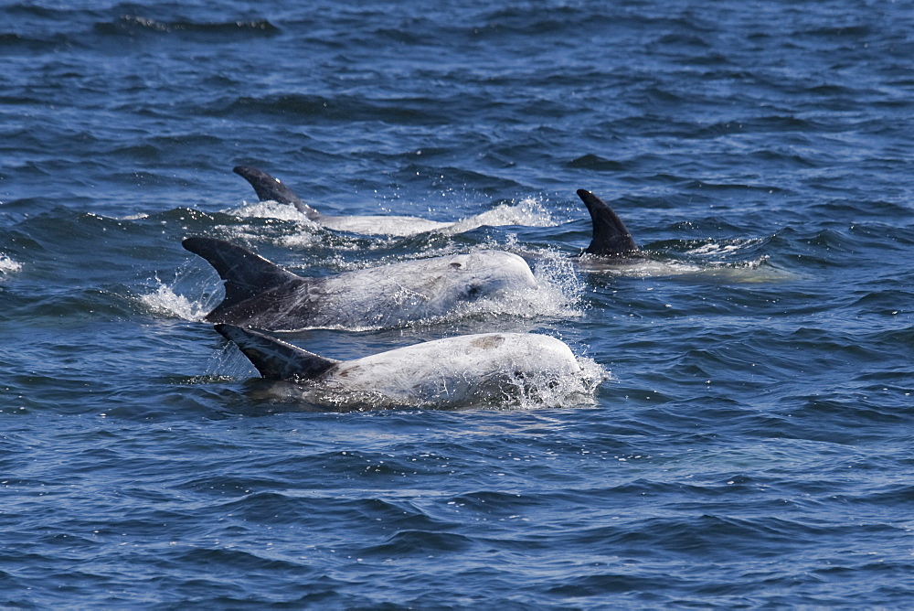 Rissos Dolphin (Grampus griseus) adult animals surfacing. Monterey, California, Pacific Ocean.