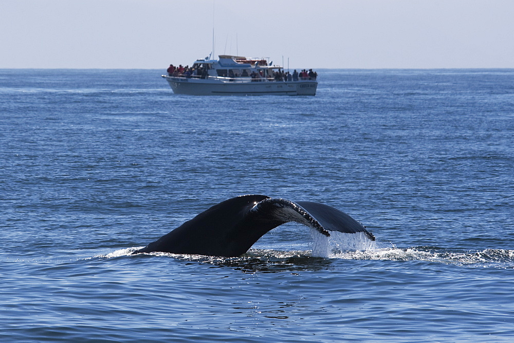 Humpback Whale (Megaptera novaeangliae) fluking with Whale Watching boat in the background. Monterey, California, Pacific Ocean.