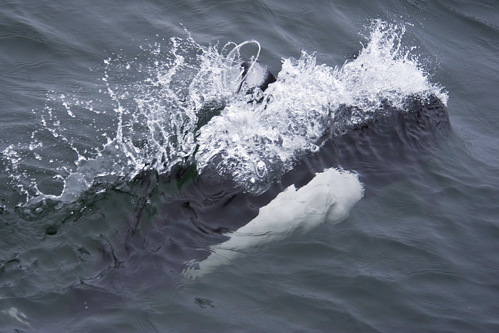 Dalls Porpoise (Phocoenoides dalli) adult surfacing at great speed. Monterey, California, Pacific Ocean. MORE INFO: Displaying characteristic spray of water known as a rooster tail.