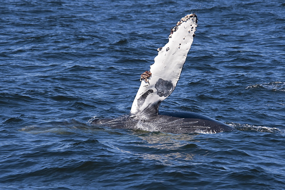 Humpback Whale (Megaptera novaeangliae) calf raising its left flipper into the air. Monterey, California, Pacific Ocean. MORE INFO: The animals left eye is also visible.