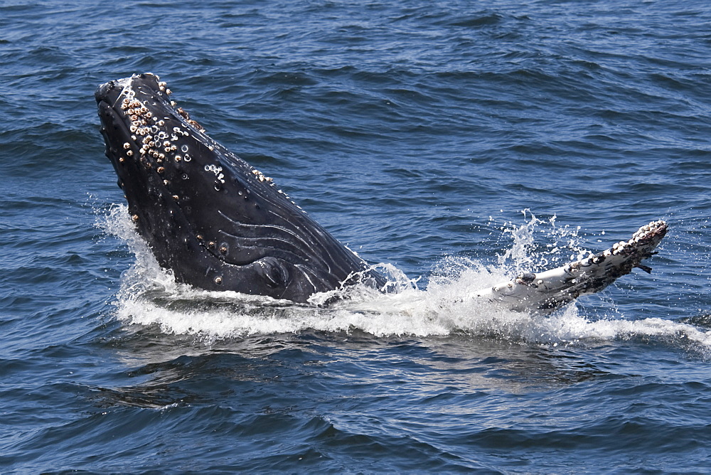 Humpback Whale (Megaptera novaeangliae) calf spy-hopping. Monterey, California, Pacific Ocean. MORE INFO: The animals left eye is visible.