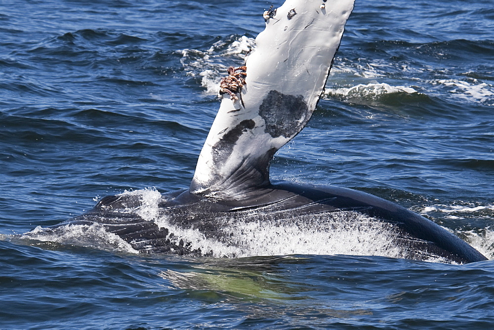 Humpback Whale (Megaptera novaeangliae) calf raising its left flipper into the air. Monterey, California, Pacific Ocean. MORE INFO: The animals left eye can be seen.