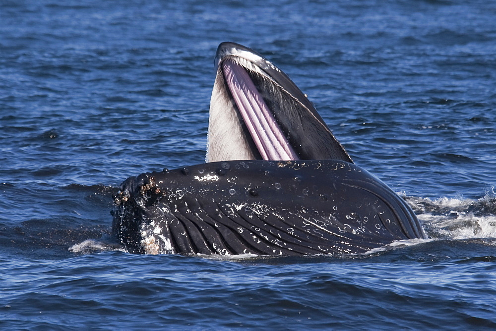 Humpback Whale (Megaptera novaeangliae) lunge-feeding on Krill. Monterey, California, Pacific Ocean. MORE INFO: Baleen Plates are visible on the top jaw & Krill can be seen escaping from the animals mouth.