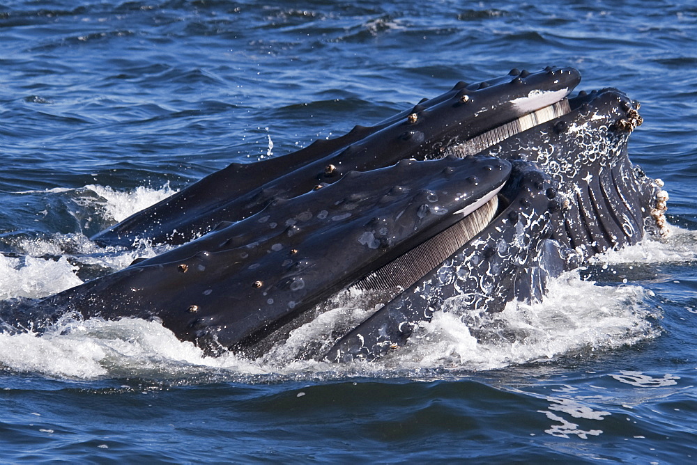 Humpback Whales (Megaptera novaeangliae) 2 adult animals lunge-feeding on Krill. Monterey, California, Pacific Ocean. MORE INFO: Baleen Plates are visible on the top jaw.