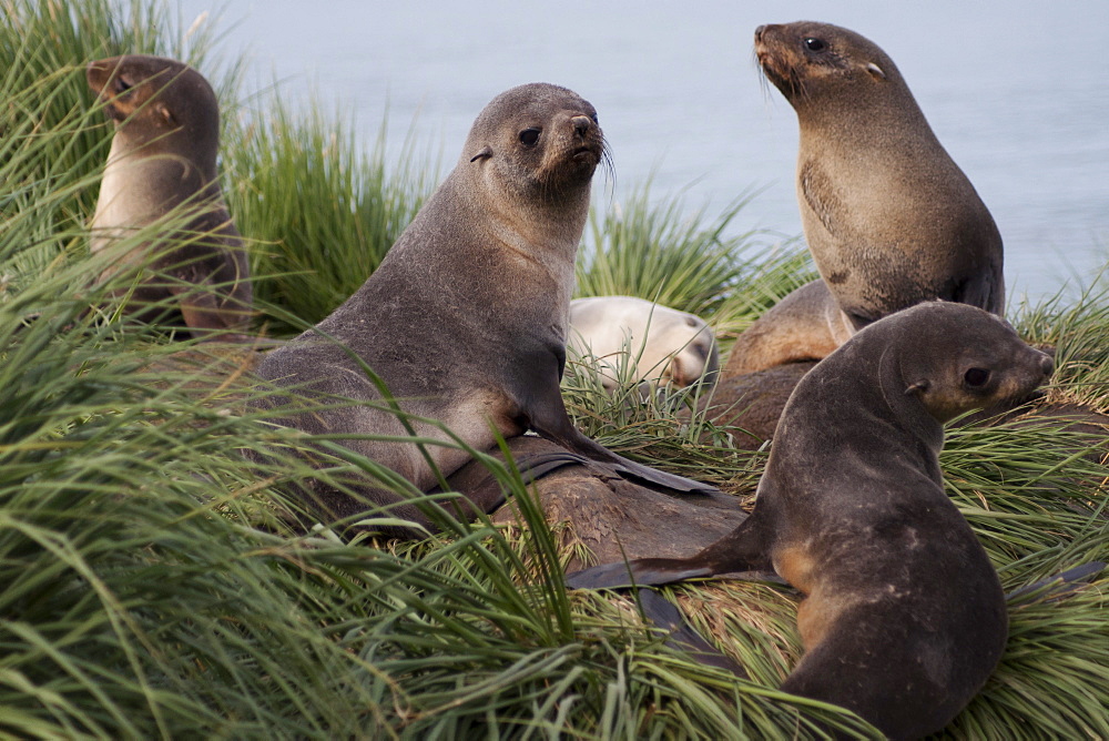 Antarctic fur seals (Arctocephalus gazella), juvenile and adult female animals, South Georgia, South Atlantic Ocean, Polar Regions