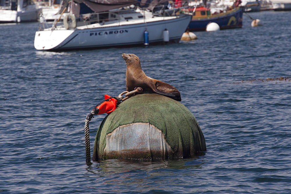 California sealion (Zalophus californianus), resting on buoy, Monterey, California, United States of America, North America