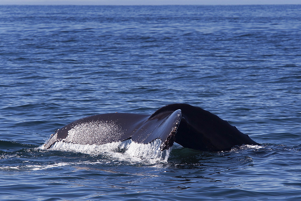 Humpback whale (Megaptera novaeangliae) adult fluking, Monterey, California, United States of America, North America