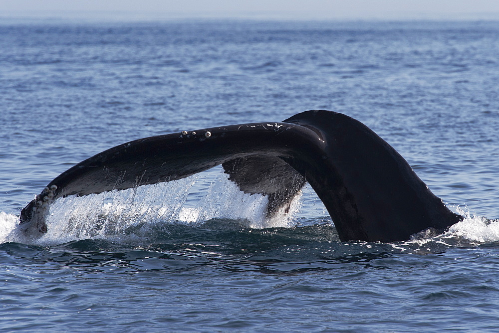 Humpback whale (Megaptera novaeangliae) adult fluking, Monterey, California, United States of America, North America