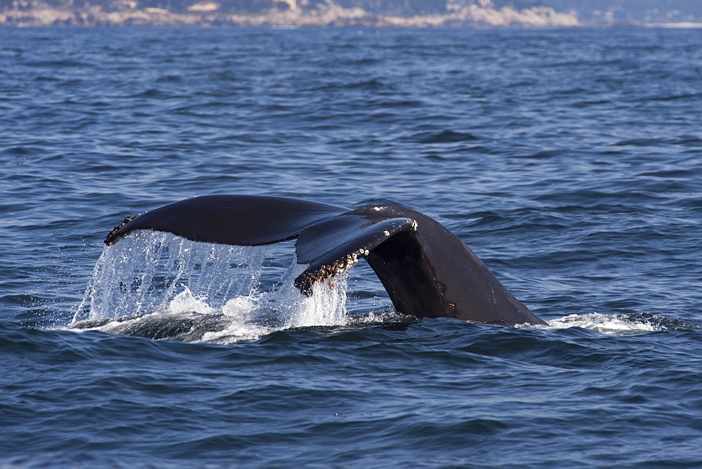 Humpback whale (Megaptera novaeangliae) adult fluking, Monterey, California, United States of America, North America