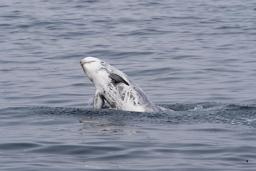 Rissos dolphin (Grampus griseus), adult animal breaching, Monterey, California, United States of America, North America