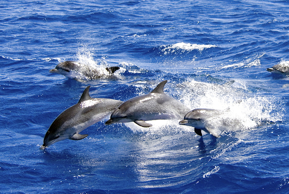 Atlantic Spotted Dolphin (Stenella Frontalis). Azores, North Atlantic