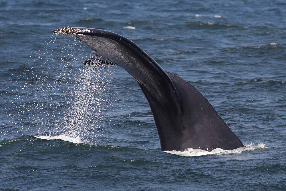 Humpback whale (Megaptera novaeangliae) fluking, Monterey, California, United States of America, North America