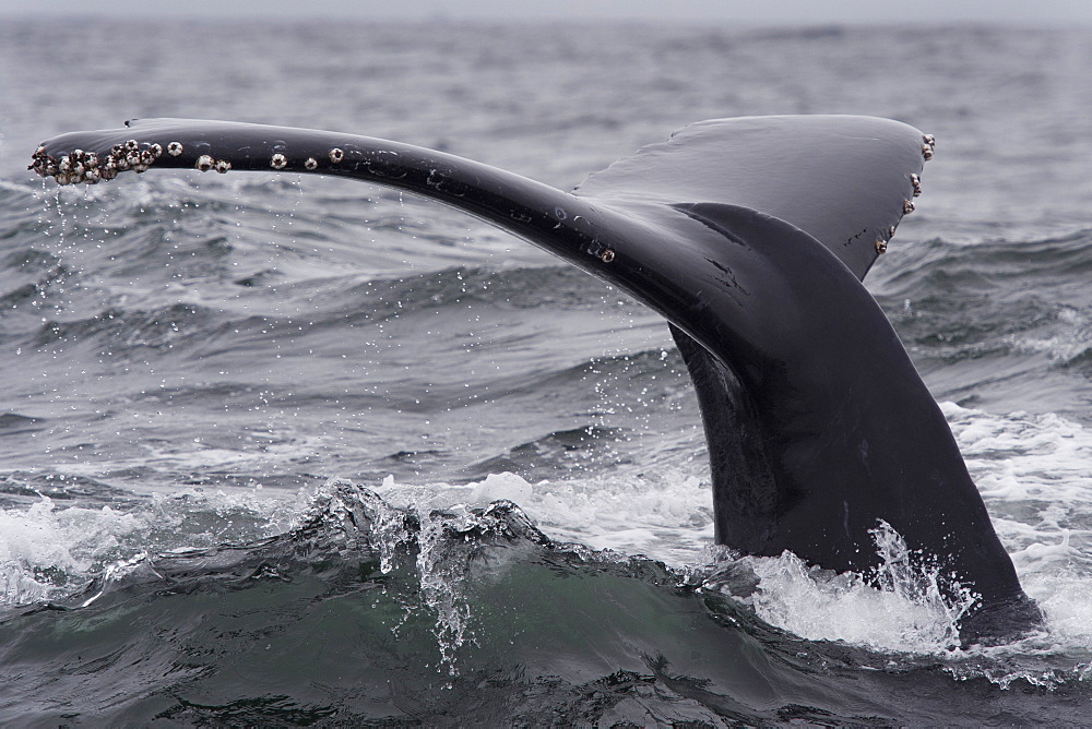 Humpback whale (Megaptera novaeangliae) fluking, Monterey, California, United States of America, North America