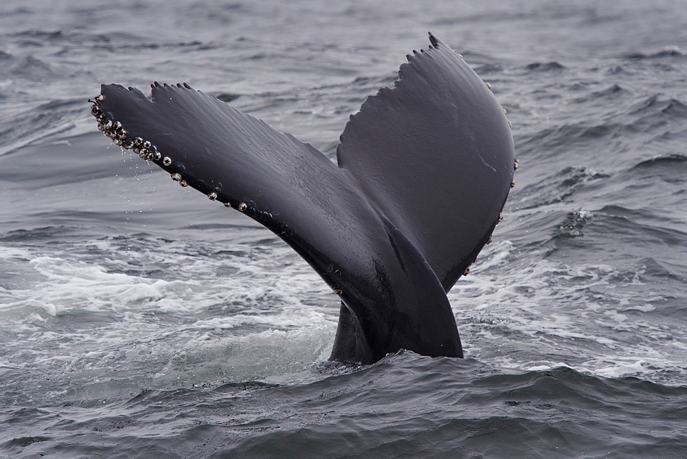 Humpback whale (Megaptera novaeangliae) fluking, Monterey, California, United States of America, North America