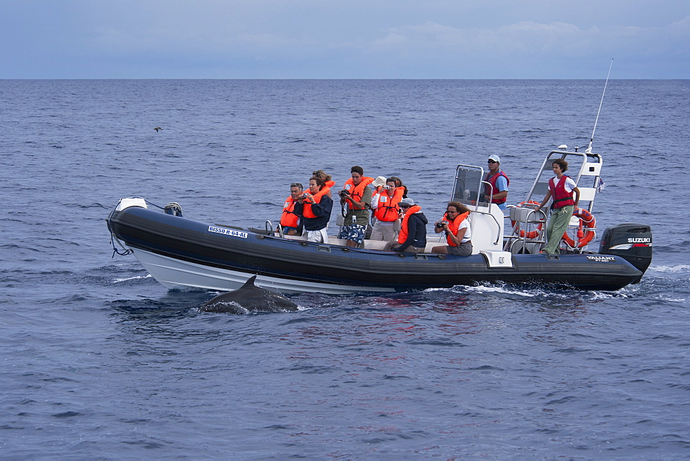 Tourists watch an Atlantic spotted dolphin (Stenella frontalis), during a Whale-Watching trip, Azores, Atlantic Ocean