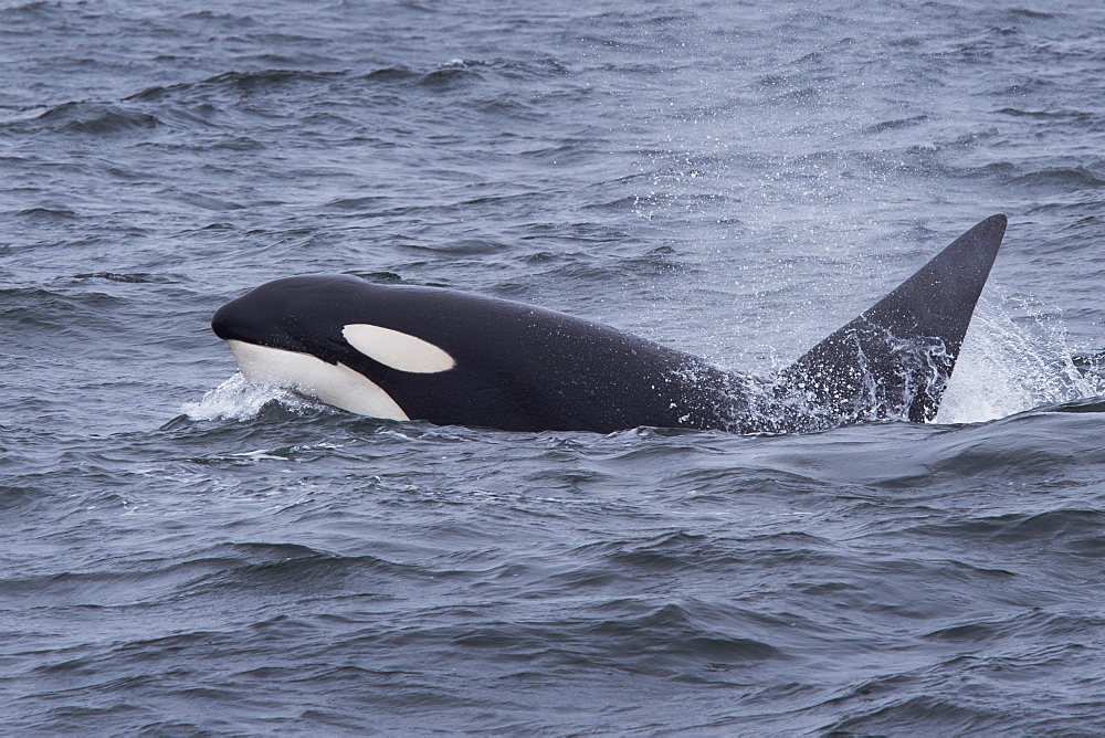 Transient killer whale (Orca) (Orcinus orca), large male (bull) surfacing, Monterey, California, United States of America, North America