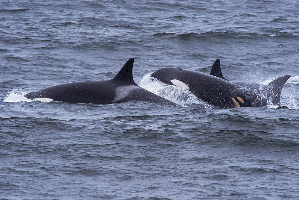 Transient killer whales (Orca) (Orcinus orca), lthree adult females and calf surfacing, Monterey, California, United States of America, North America