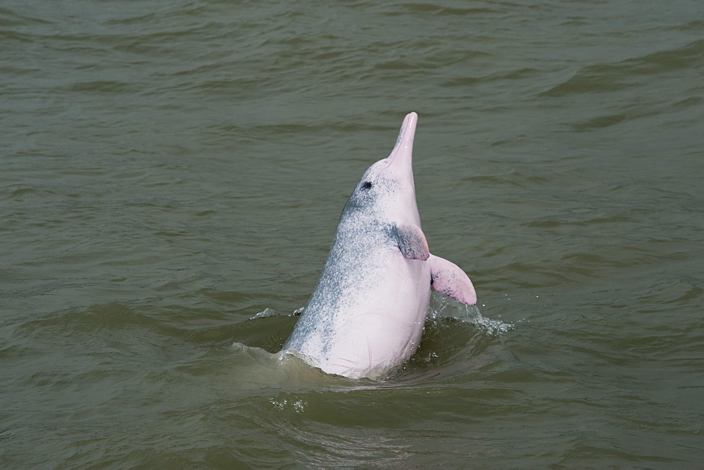 Indo Pacific humpback dolphin (Sousa chinensis) adult breaching, Hong Kong, Pearl River Delta, China, Asia