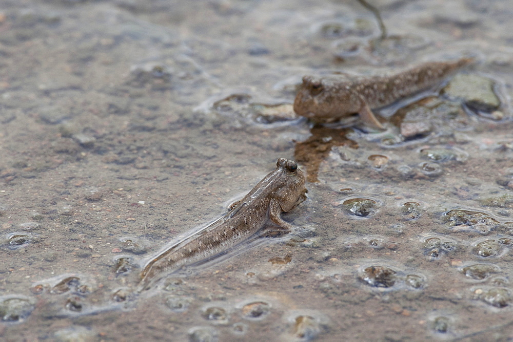 Common mudskippers (Periophthalmus Modestus), Hong Kong mangrove forest, Hong Kong, China, Asia