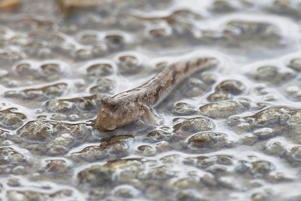 Common mudskipper (Periophthalmus Modestus), Hong Kong mangrove forest, Hong Kong, China, Asia