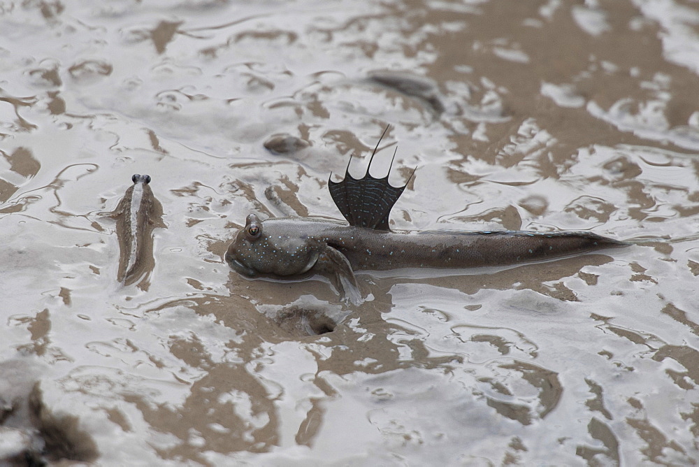 Great blue spotted mudskipper (Boleophthalmus pectinirostris), and common mudskipper (Periophthalmus Modestus), Mangrove forest, Hong Kong, China, Asia