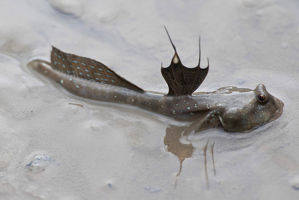 Great blue spotted mudskipper (Boleophthalmus pectinirostris), Mangrove forest, Hong Kong, China, Asia