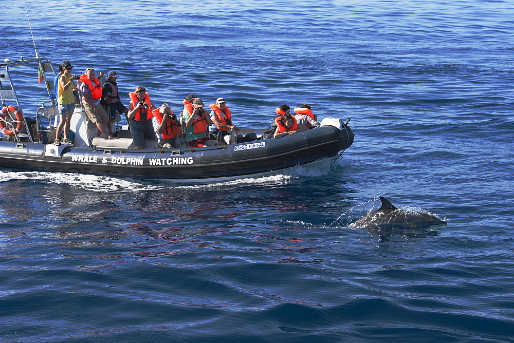 Tourists watch an Atlantic spotted dolphin (Stenella frontalis), during a Whale-Watching trip, Azores, Atlantic Ocean