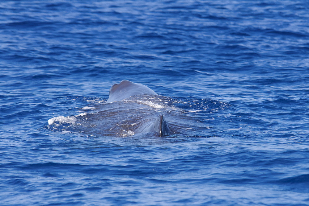 Sperm whale (Physeter macrocephalus) surfacing, near Pico, Azores, Atlantic Ocean